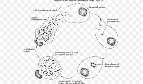 Chlamydophila Pneumoniae Chlamydiae Chlamydia Trachomatis Chlamydia ...