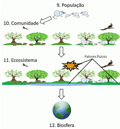 Resumos de Biologia As propriedades emergentes e os níveis de