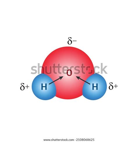 Water Molecule Polarity