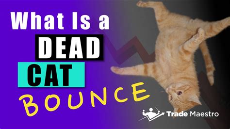 What Is A Dead Cat Bounce Trade Maestro