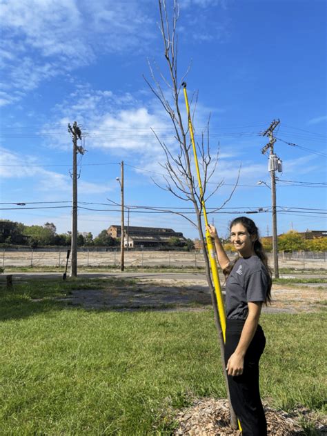 Can Inoculated Soils Promote Healthy Urban Trees Preliminary Results