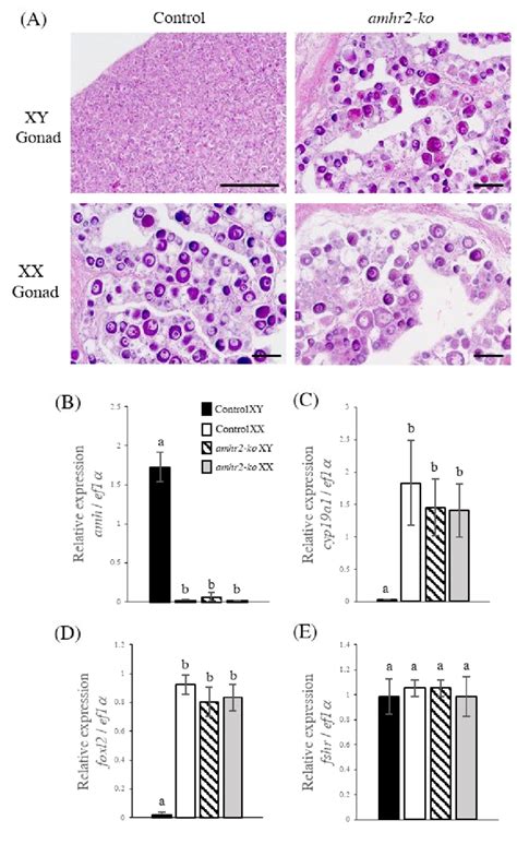 Phenotypic Analysis Of Amhr Knockout Mutants Histological Images Of