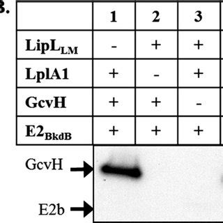 Model For Intracellular Scavenge Of Lipoyl Groups By L Monocytogenes