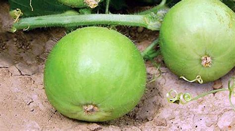 Apple Gourd Plant Kitchen Garden घर में पौधे कैसे लगाएं टिंडे की