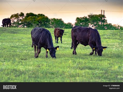 Black Angus Cows Image Photo Free Trial Bigstock