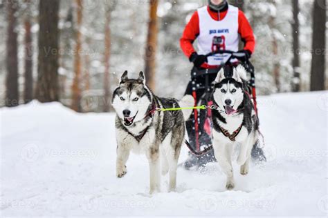 Siberian husky sled dog racing 21741470 Stock Photo at Vecteezy