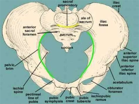 Female Pelvis Ppt