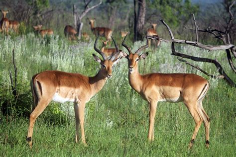 Parc De Kruger Impalas