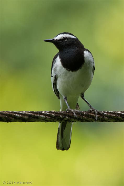 White Browed Wagtail Photovaliant