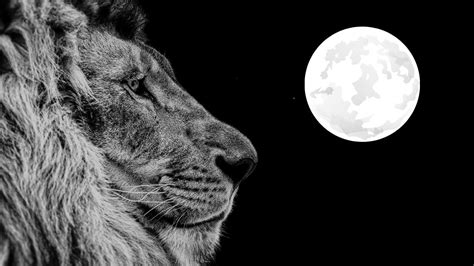 Pleine Lune En Lion Du Janvier