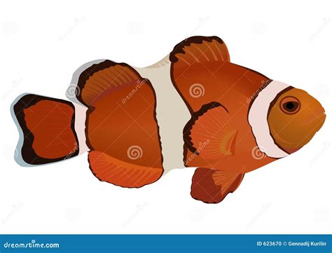 Clownfish Stock Vector Illustration Of Illustrations Nature