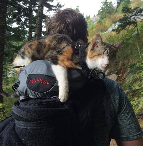 Meet Honey Bee Our Rescued Blind Cat Who Loves Hiking With Us Bored