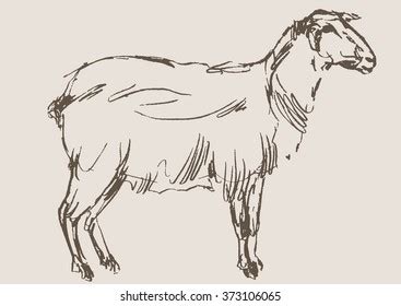 Sheep Hand Draw Sketch Vector Stock Vector Royalty Free