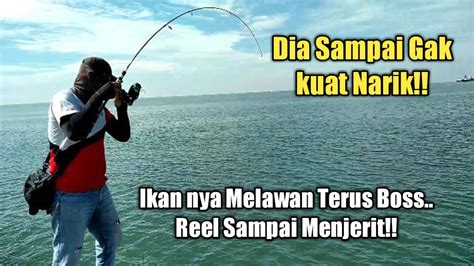 Sambarannya Bikin Kaget Fight Dengan Ikan Ini Melawan Bosku Mantap