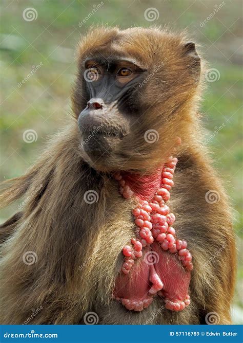 Gelada Monkey Female Royalty-Free Stock Photography | CartoonDealer.com #57116789