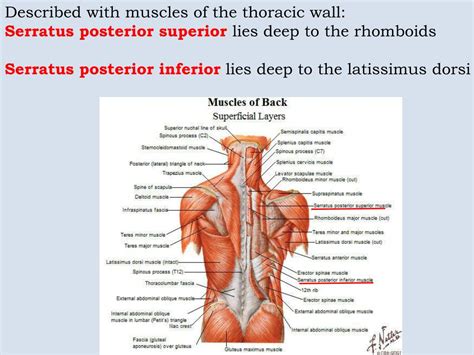 PPT Superficial Muscles Of The Back PowerPoint Presentation Free