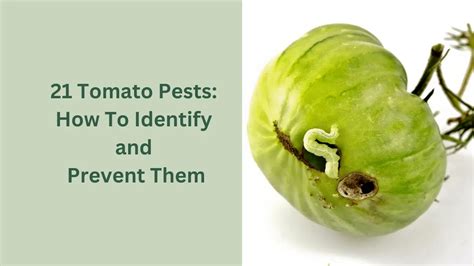 21 Tomato Pests: How To Identify And Prevent Them | GardenToolLife