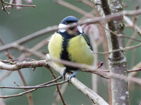 Kohlmeise Parus Major Kohlmeise Parus Major C Ma Flickr