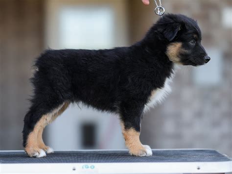 mini aussie puppies find  perfect companion today mini australian