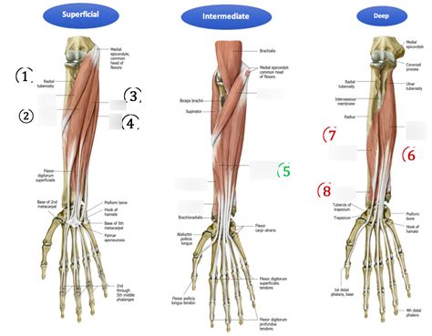 Anterior Forearm Muscles Diagram Quizlet