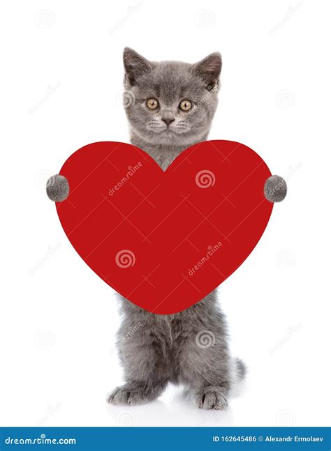 Cat Holding Red Heart Isolated On White Background Stock Photo Image