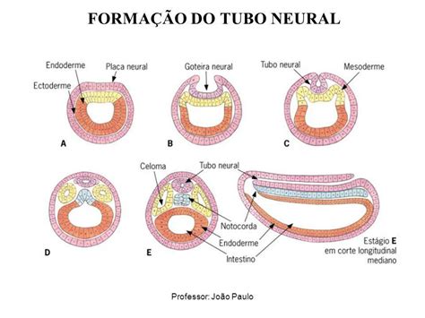 O Que Neurula O