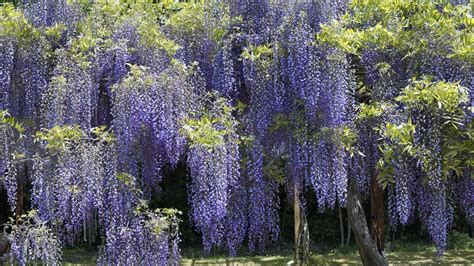 Hanging Vine Flower Images Japan Flowers Hanging Wisteria Parks