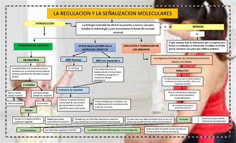 MAPA Conceptual DE Regulacion Y LA Señalizacion Molecular LA