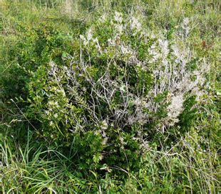 Seasonal Wild Flowers - Butcher’s-broom