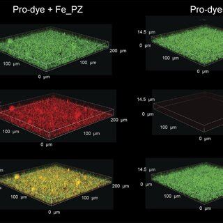 Catalytic Activity Of Fe Pz In Bacterial Biofilm Was Monitored By