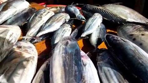 Cuaca Buruk Harga Ikan Di Pasar Binaiya Masohi Merangkak Naik