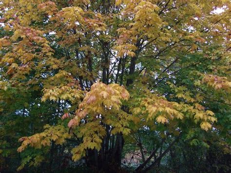 Big-Leaf Maple, Acer macrophyllum | Native Plants PNW