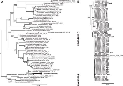 Phylogenetic Position Of Collected Samples Of Cordyceps Tenuipes A