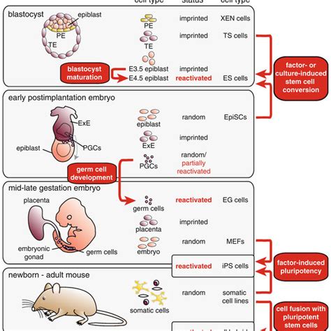 Models Of The Initiation Of Meiotic Sex Chromosome Inactivation Msci Download Scientific