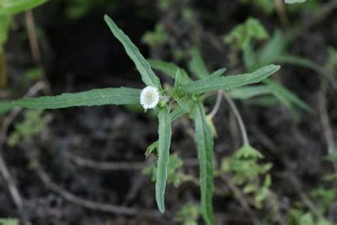 False Daisy - Everglades Research and Education Center - University of Florida, Institute of ...