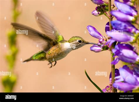 Female Rufous Hummingbird Selasphorus Rufus In Leadville Co Garden