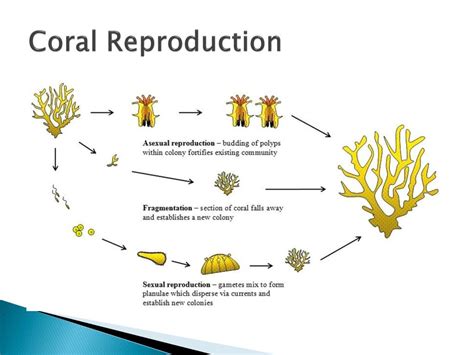 Ppt Coral Reefs Powerpoint Presentation Free Download Id 1923968