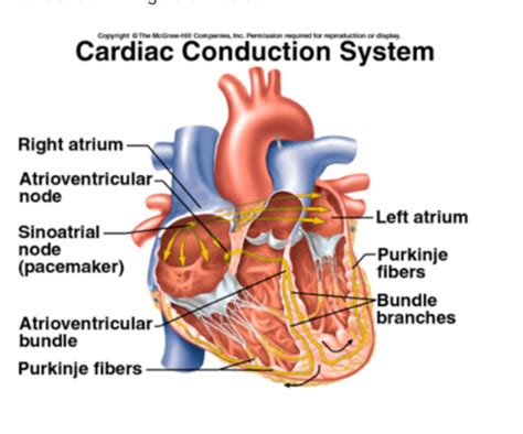 LB ECG And The Heart Flashcards Quizlet