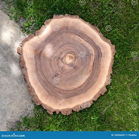 Cross Section Of Tree Trunk Stock Image Image Of Surface Outdoor