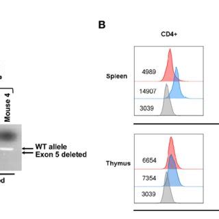 Inactivation Of TbRIII In Peripheral CD4 T Cells In Tgfbr3 Fl Fl