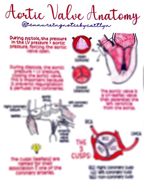 Aortic Valve Anatomy - Etsy