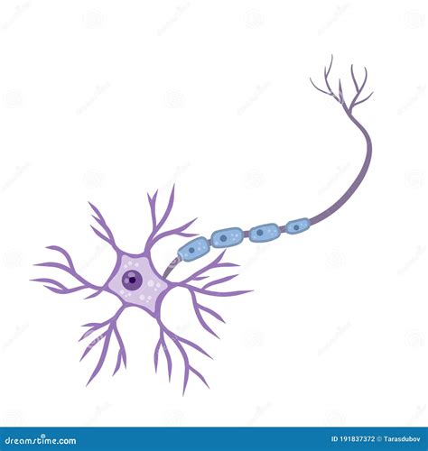 Blue Neuron Cell Brain Activity And Dendrites Scientific Cartoon