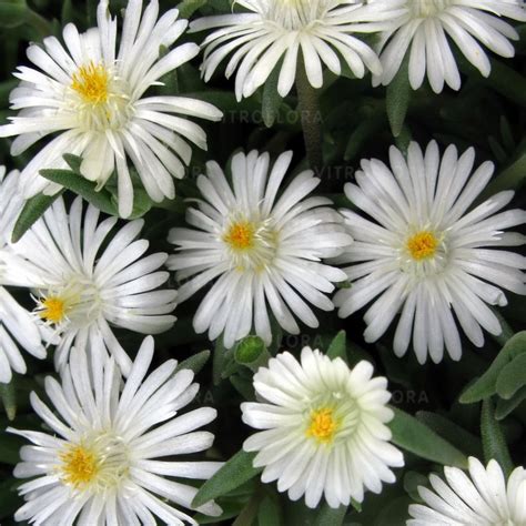 Delosperma Cooperi Jewel Of Desert Moon Stone Oficjalne