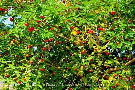 Pitanga Eugenia Uniflora L Natureza Bela