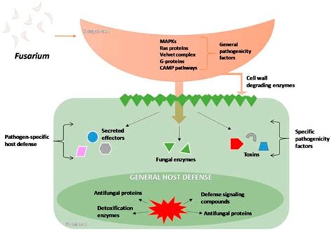 Toxins Free Full Text Fusarium Produced Mycotoxins In Plant