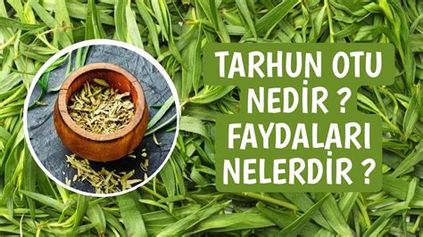 Tarhun Otu Nedir Tarhun Otunun Faydalar Nelerdir Di A R S Na