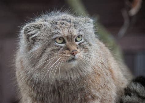 Pallas s cat stock photo. Image of feline, pallas, closeup - 57848824