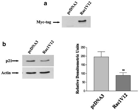 Expression Of Constitutively Active Rac Rac V Decreases Levels Of