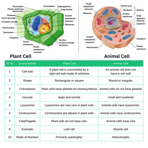 Difference Between Animal Cells And Plant Cells