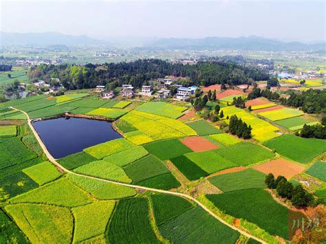 德阳中江：阳春三月，千亩油菜花竞相开放